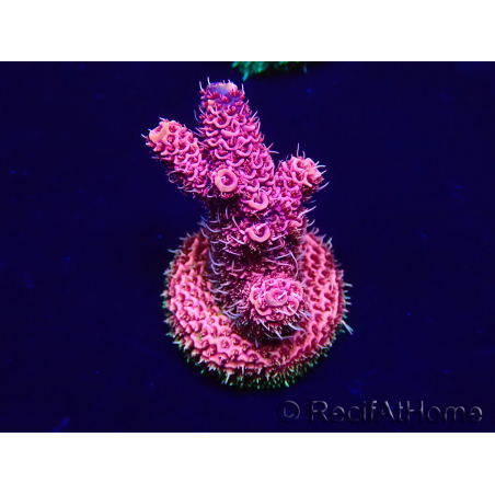 WYSIWYG Acropora Australia acclimated LED