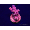 WYSIWYG Acropora Australia acclimated LED