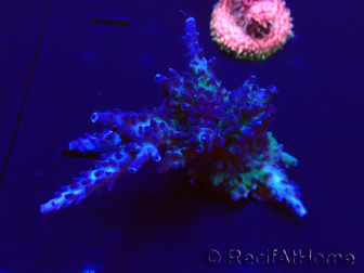 WYSIWYG Acropora Maricultura aclimatada LED