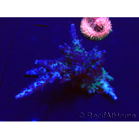 WYSIWYG Acropora Maricultuur geacclimatiseerd LED