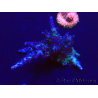 WYSIWYG Acropora Marikultur akklimatisiert LED