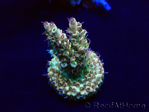 WYSIWYG Acropora Maricoltura acclimatata a LED