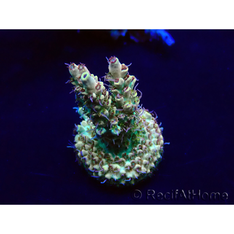 WYSIWYG Acropora Maricultuur geacclimatiseerd LED