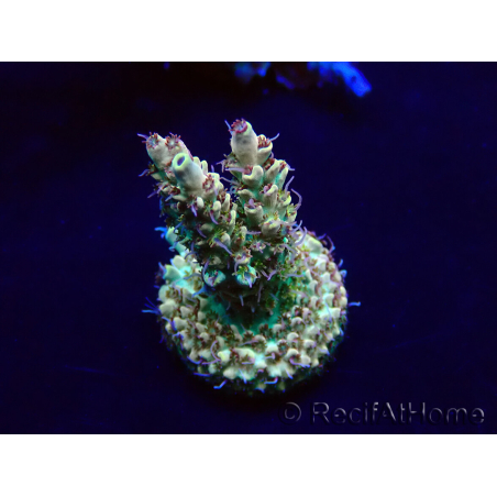 WYSIWYG Acropora Maricultuur geacclimatiseerd LED