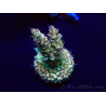 WYSIWYG Acropora Maricultuur geacclimatiseerd LED