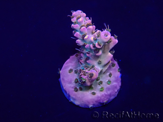 WYSIWYG Acropora Marikultur akklimatisiert LED