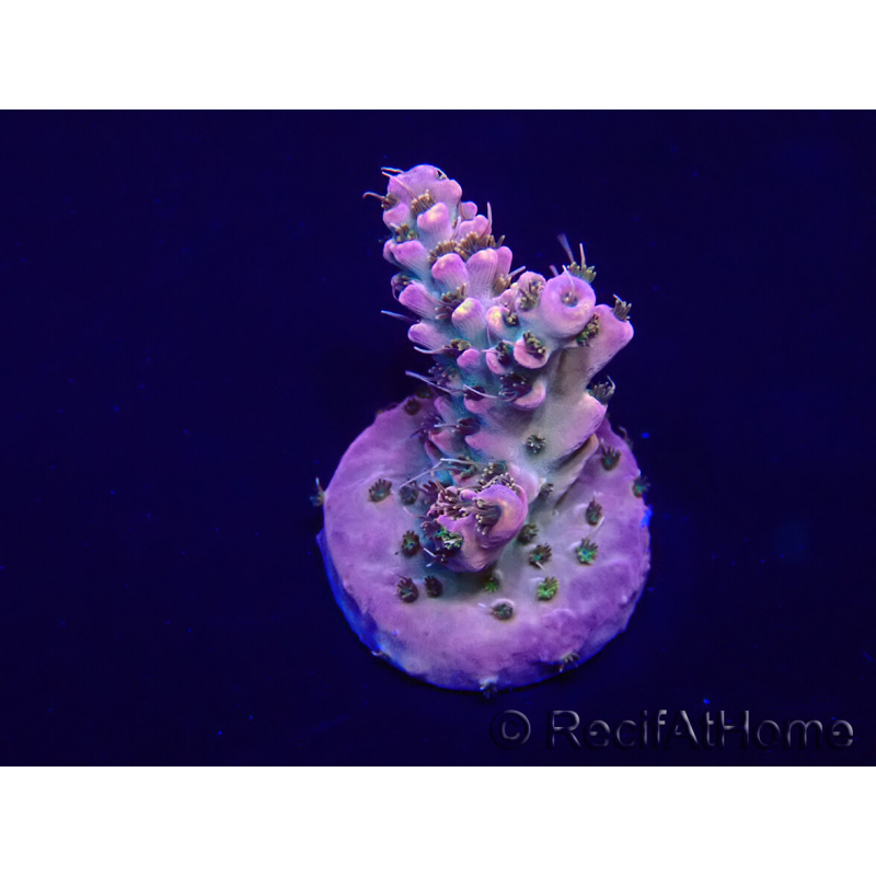 WYSIWYG Acropora 15G2 Mariculture acclimaté led
