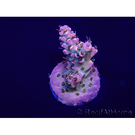 WYSIWYG Acropora 15G2 Mariculture acclimaté led