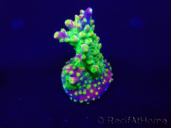 WYSIWYG Acropora 15G3 Mariculture acclimaté led