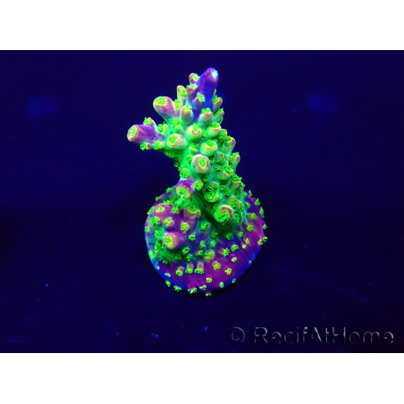 WYSIWYG Acropora 15G3 Australië geacclimatiseerd LED