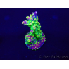 WYSIWYG Acropora 15G3 Australia acclimatata a LED