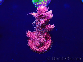 WYSIWYG Acropora Australie acclimaté led