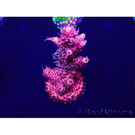 WYSIWYG Acropora Australie acclimaté led