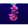 WYSIWYG Acropora Australie acclimaté led