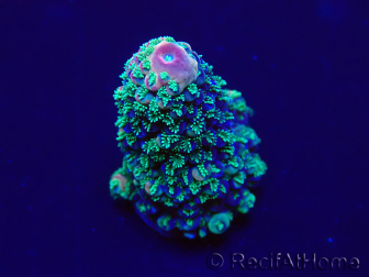 WYSIWYG Acropora 15G6 aclimatado led