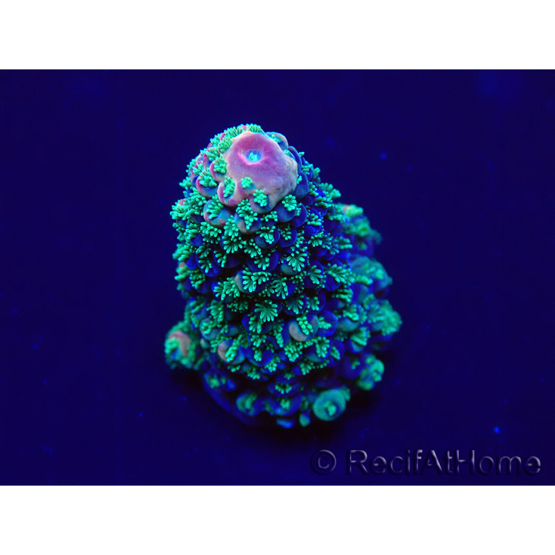 WYSIWYG Acropora 15G6 acclimated LED