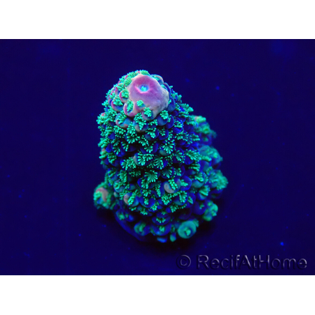 WYSIWYG Acropora 15G6 acclimatata a LED