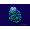 WYSIWYG Acropora 15G6 aclimatado led