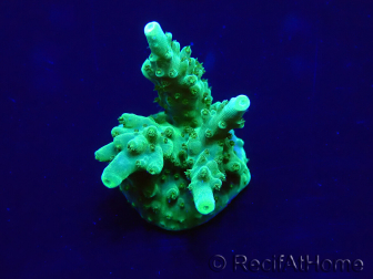 WYSIWYG Acropora 15G7 Mariculture acclimaté led