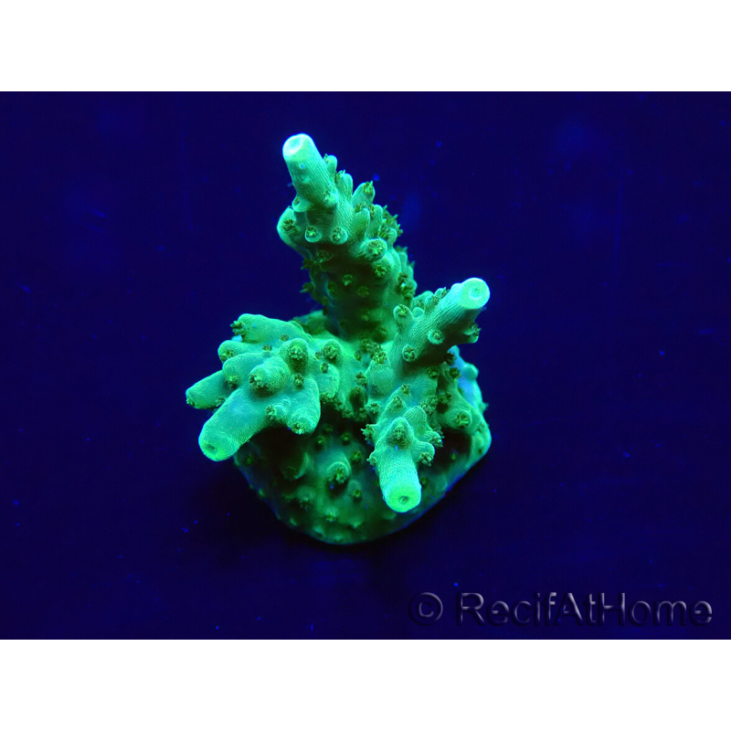WYSIWYG Acropora 15G7 Maricoltura acclimatato a LED