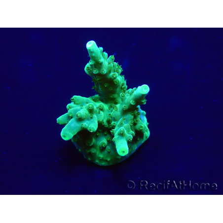 WYSIWYG Acropora Marikultur akklimatisiert LED