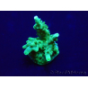 WYSIWYG Acropora 15G7 Maricoltura acclimatato a LED