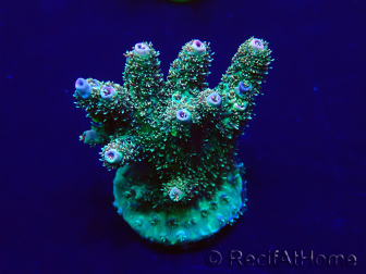 WYSIWYG Acropora 15G8 Maricultura aclimatado led