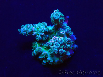 WYSIWYG Acropora Australien akklimatisiert LED