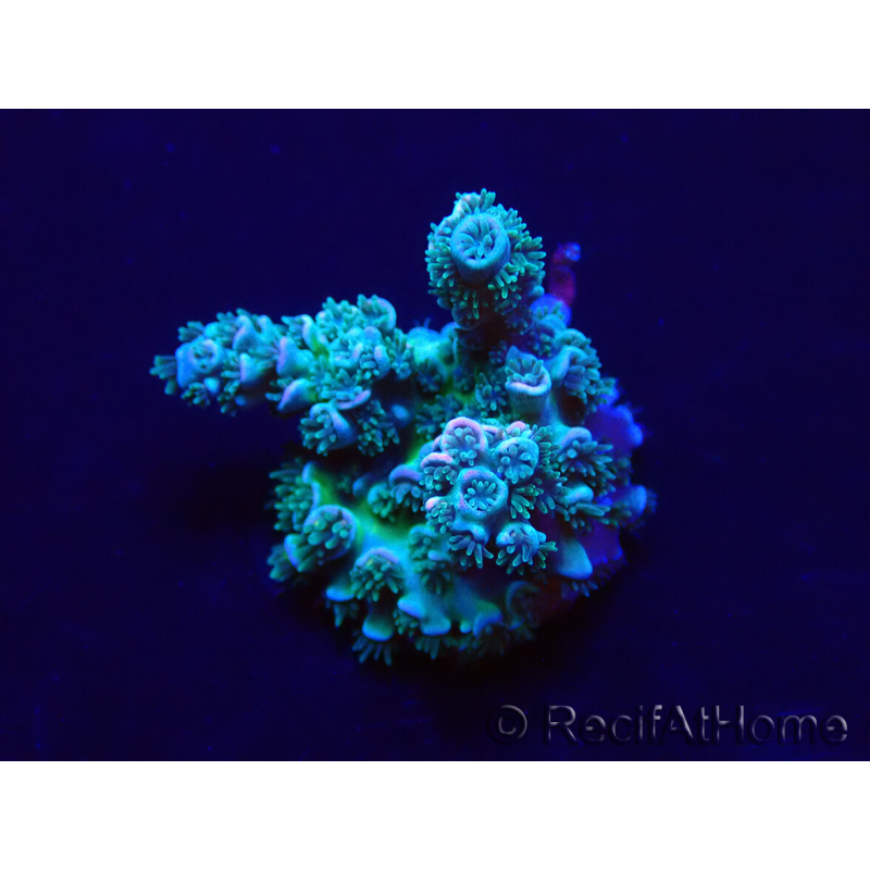 WYSIWYG Acropora Australien akklimatisiert LED