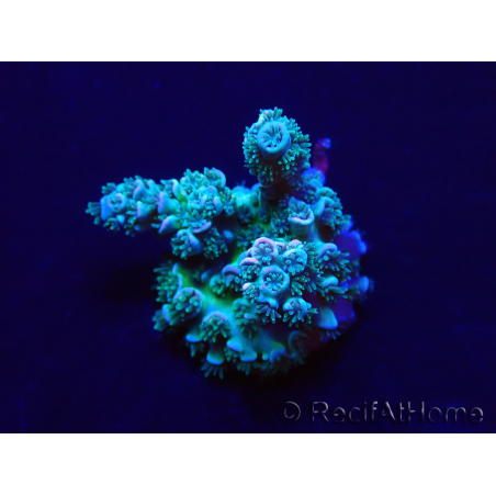 WYSIWYG Acropora Australien akklimatisiert LED