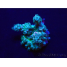 WYSIWYG Acropora Australie acclimaté led