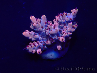 WYSIWYG Acropora akklimatisiert LED