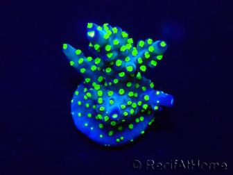 WYSIWYG Acropora Mariculture acclimated LED