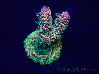WYSIWYG Acropora millepora Maricoltura acclimatata a LED