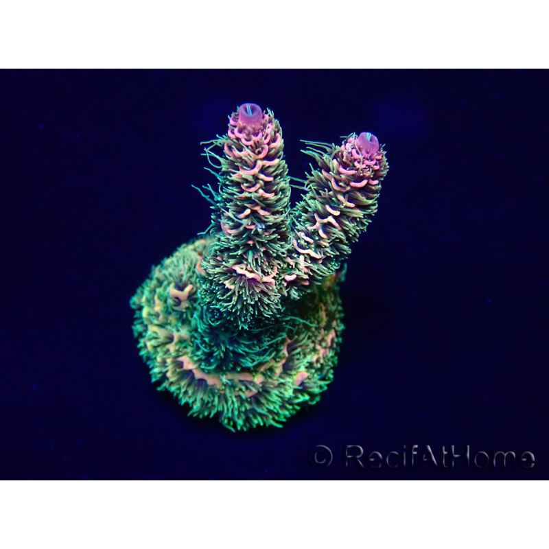 WYSIWYG Acropora Marikultur akklimatisiert LED