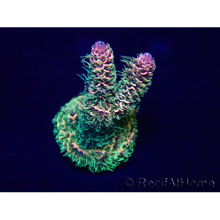 WYSIWYG Acropora millepora Mariculture acclimated LED