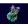 WYSIWYG Acropora millepora Mariculture acclimated LED