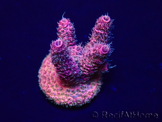 WYSIWYG Acropora millepora Maricultura aclimatada LED