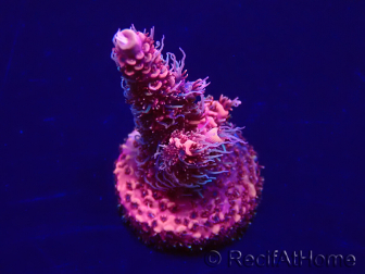 WYSIWYG Acropora millepora Maricoltura acclimatata a LED