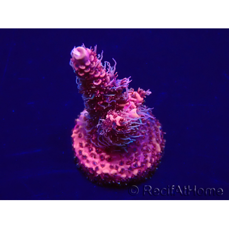 WYSIWYG Acropora millepora Maricoltura acclimatata a LED