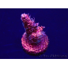 WYSIWYG Acropora millepora Maricoltura acclimatata a LED