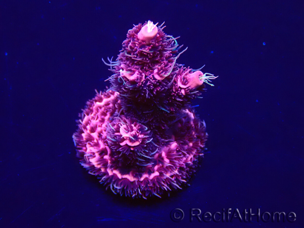WYSIWYG Acropora millepora Maricultuur geacclimatiseerd LED