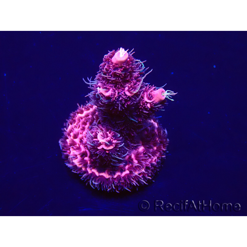 WYSIWYG Acropora millepora Maricoltura acclimatata a LED