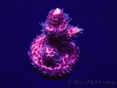 WYSIWYG Acropora millepora Maricultuur geacclimatiseerd LED