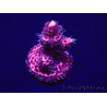 WYSIWYG Acropora millepora Mariculture acclimated LED