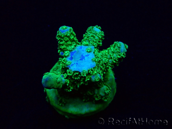 WYSIWYG Acropora Marikultur akklimatisiert LED