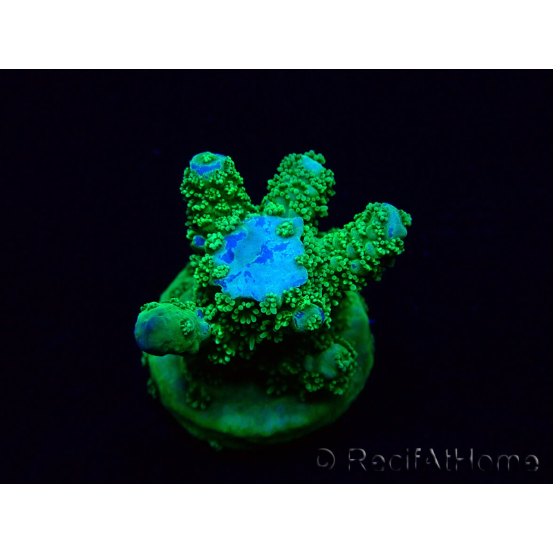 WYSIWYG Acropora 15H5 Mariculture acclimaté led
