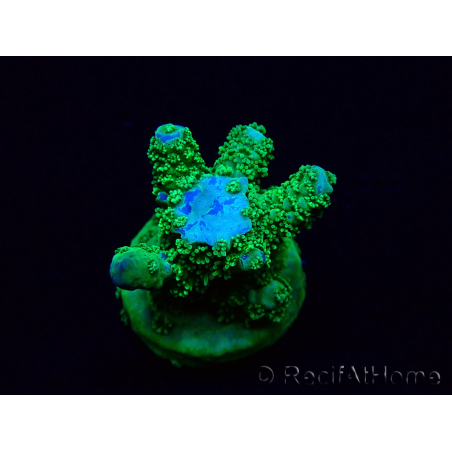 WYSIWYG Acropora 15H5 Mariculture acclimaté led