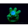 WYSIWYG Acropora 15H5 Mariculture acclimaté led