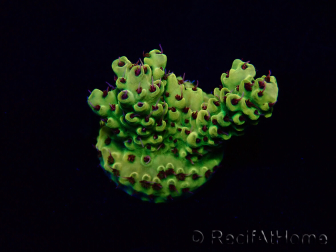 WYSIWYG Acropora Marikultur akklimatisiert LED